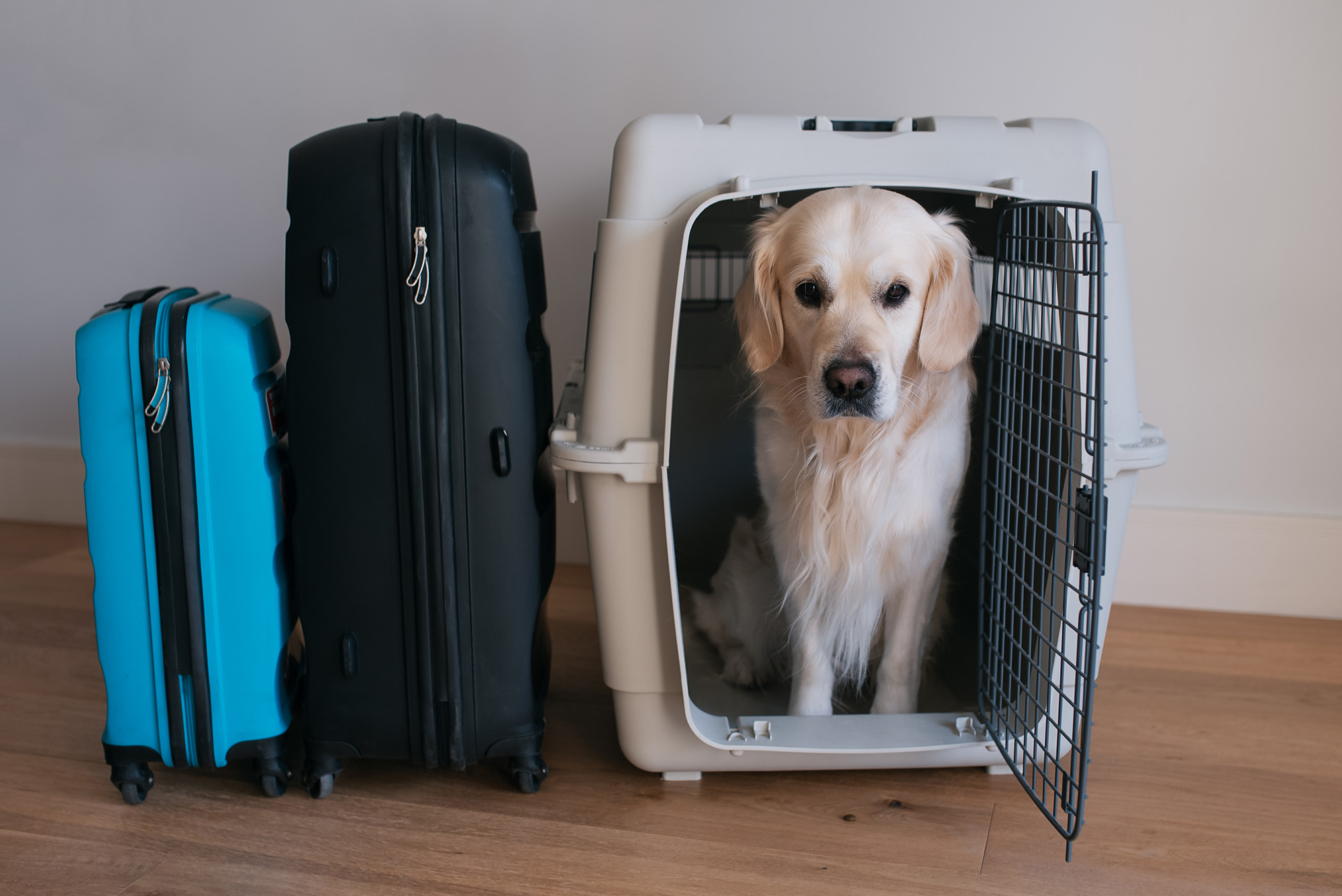 ارسال سگ خانگی به خارجی کشور